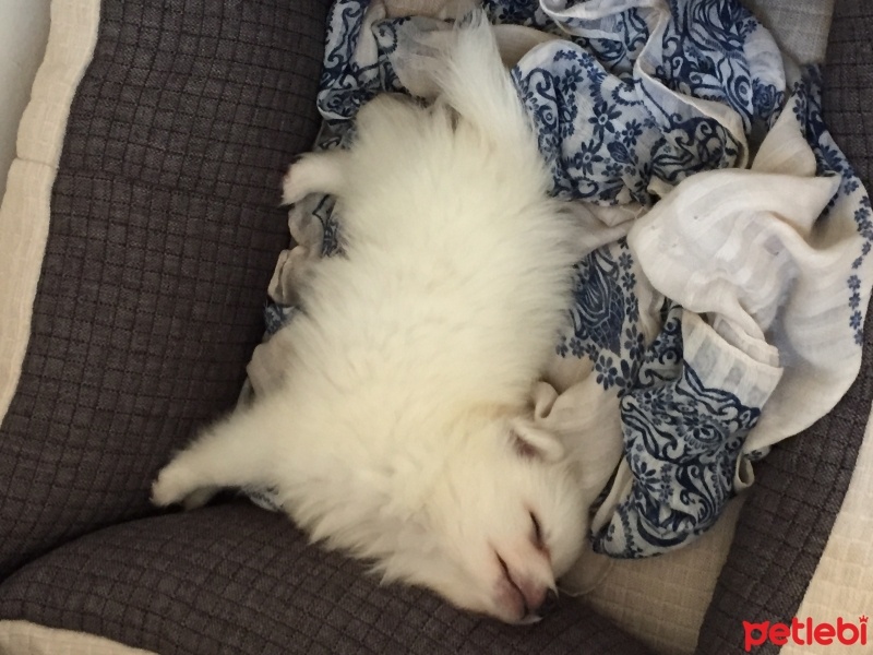 Pomeranyalı, Köpek  Zilli  fotoğrafı