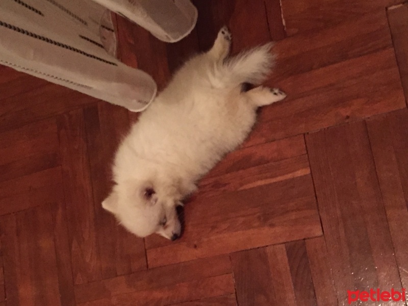 Pomeranyalı, Köpek  Zilli  fotoğrafı