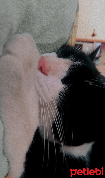 Tuxedo (Smokin) Kedi, Kedi  Leo fotoğrafı