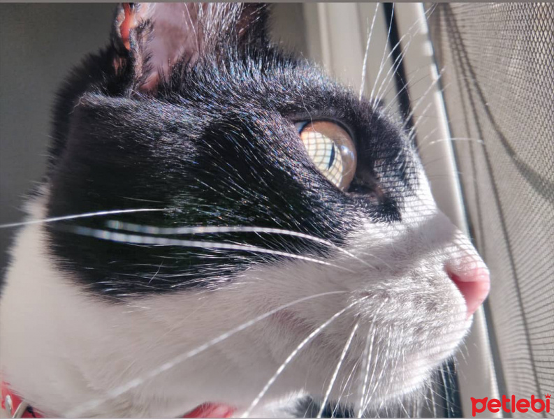 Tuxedo (Smokin) Kedi, Kedi  Leo fotoğrafı