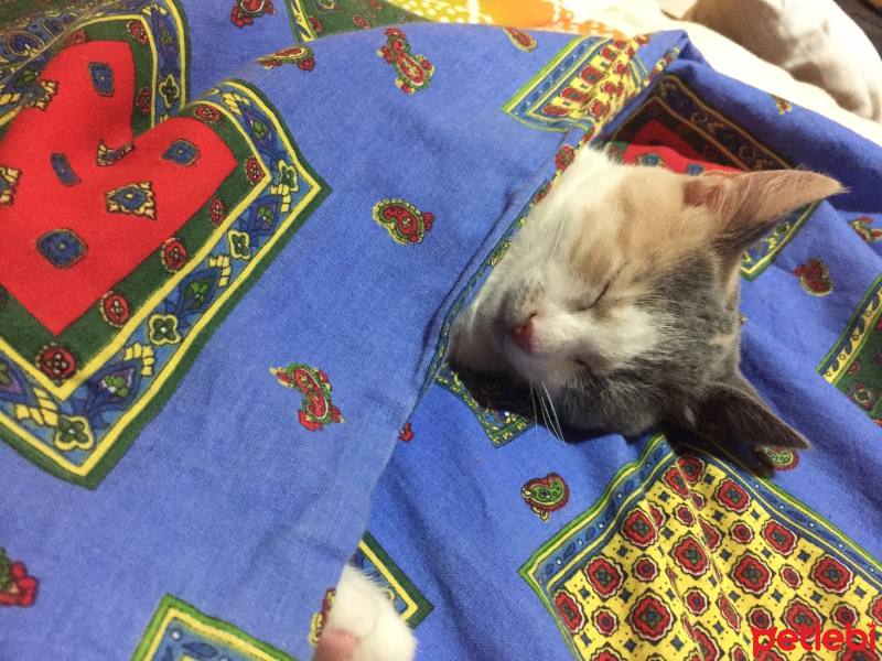 Tekir Kedi, Kedi  Boncuk fotoğrafı