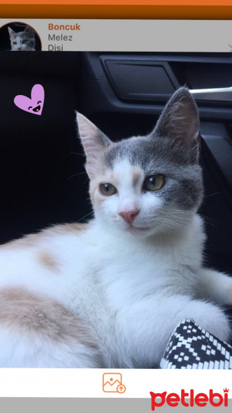 Tekir Kedi, Kedi  Boncuk fotoğrafı