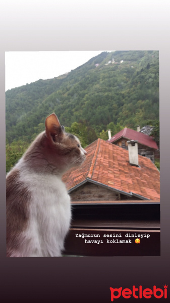 Tekir Kedi, Kedi  Boncuk fotoğrafı