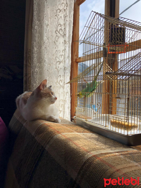 Tekir Kedi, Kedi  Boncuk fotoğrafı