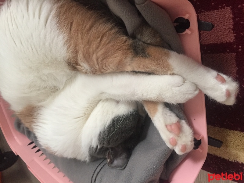 Tekir Kedi, Kedi  Boncuk fotoğrafı