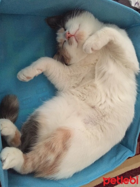 Tekir Kedi, Kedi  Boncuk fotoğrafı