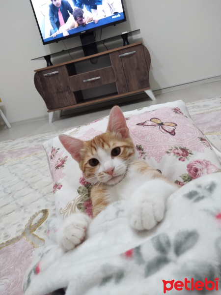 Sarman, Kedi  Hera fotoğrafı