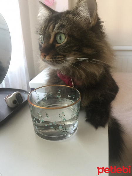 Tekir Kedi, Kedi  Mi fotoğrafı