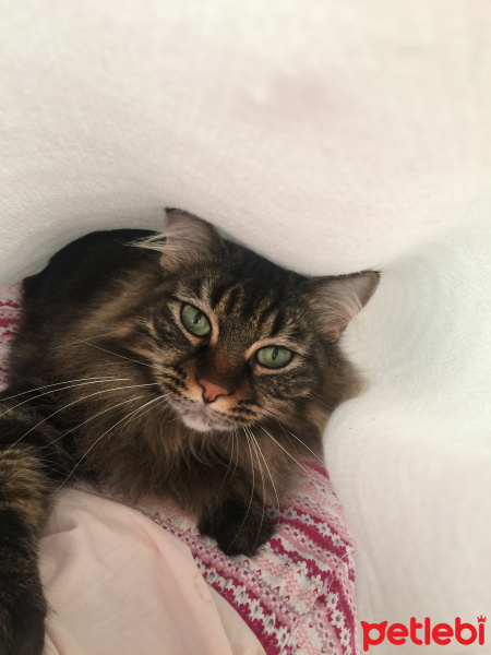 Tekir Kedi, Kedi  Mi fotoğrafı