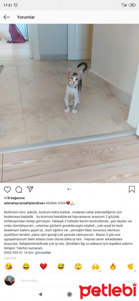 Tekir Kedi, Kedi  Şükufe fotoğrafı