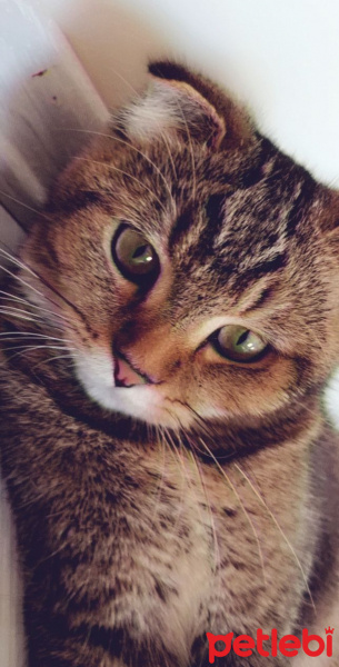British Shorthair, Kedi  Poncik fotoğrafı