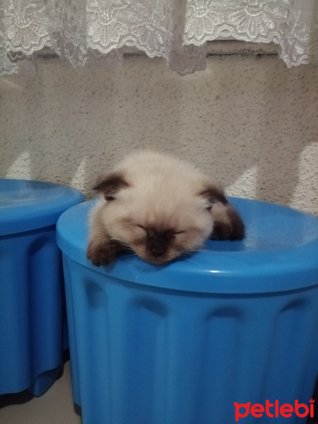 Scottish Fold, Kedi  Boyoz fotoğrafı