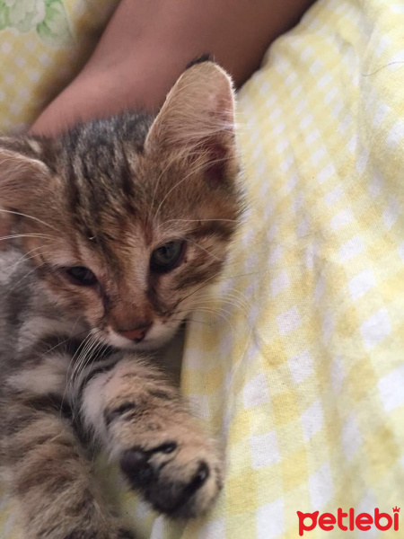 Tekir Kedi, Kedi  Eyşan fotoğrafı