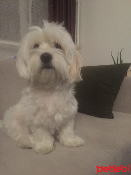 Maltese, Köpek  Frida fotoğrafı