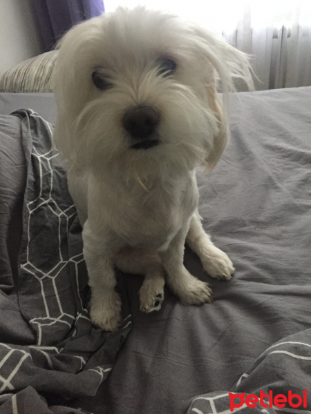 Maltese, Köpek  Frida fotoğrafı
