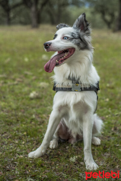 Avustralya Çoban Köpeği, Köpek  Oreo fotoğrafı