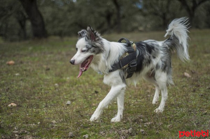 Avustralya Çoban Köpeği, Köpek  Oreo fotoğrafı