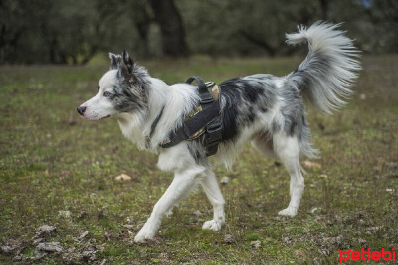 Avustralya Çoban Köpeği, Köpek  Oreo fotoğrafı