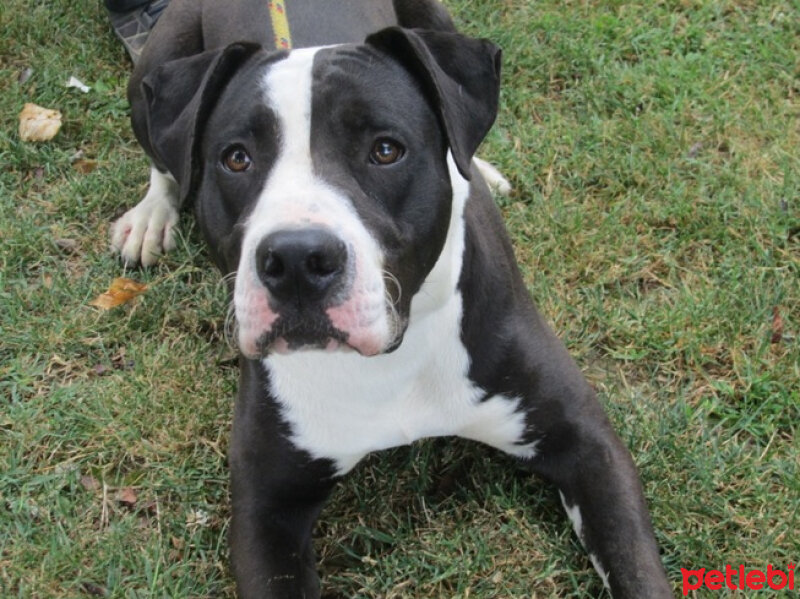 Amerikan Pitbull Terrier, Köpek  Darwin fotoğrafı