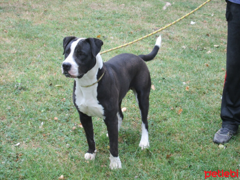 Amerikan Pitbull Terrier, Köpek  Darwin fotoğrafı