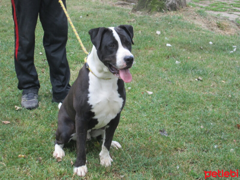 Amerikan Pitbull Terrier, Köpek  Darwin fotoğrafı