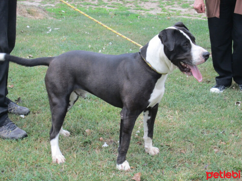 Amerikan Pitbull Terrier, Köpek  Darwin fotoğrafı