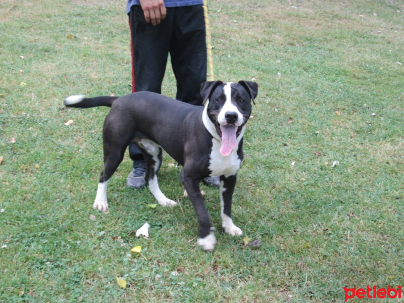 Amerikan Pitbull Terrier, Köpek  Darwin fotoğrafı