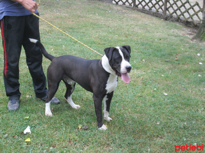 Amerikan Pitbull Terrier, Köpek  Darwin fotoğrafı