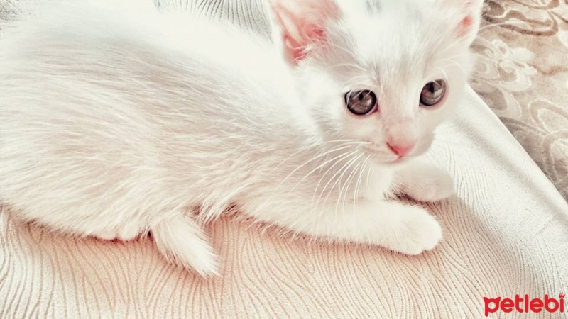 Ankara Kedisi, Kedi  Mia fotoğrafı