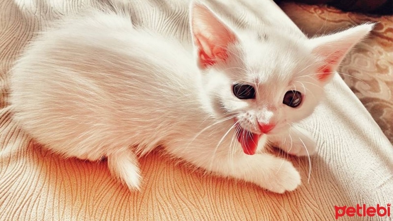 Ankara Kedisi, Kedi  Mia fotoğrafı