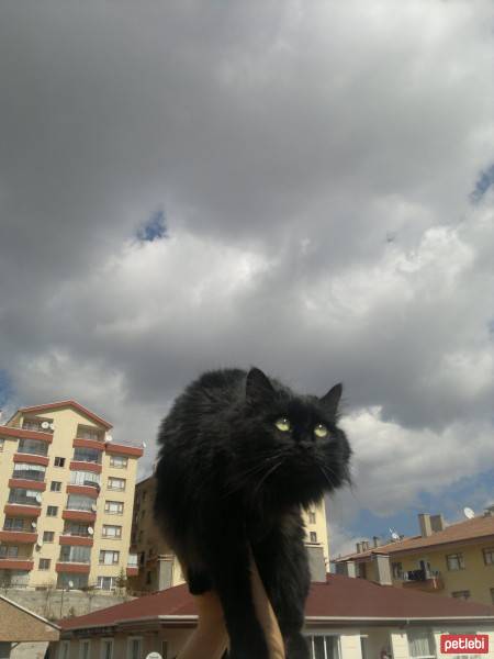 Bombay, Kedi  bon bon fotoğrafı