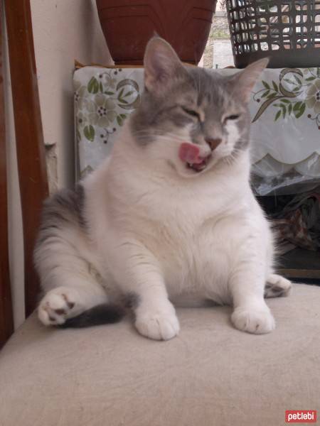 Bombay, Kedi  bon bon fotoğrafı