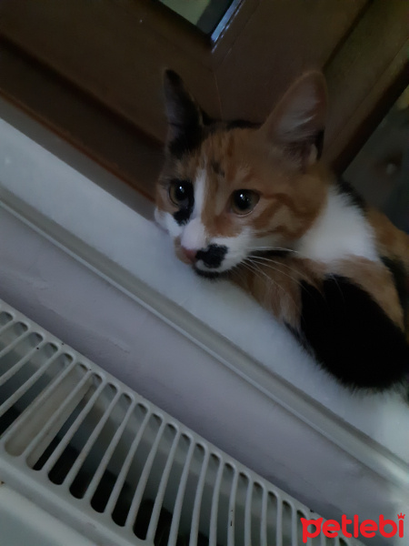 Tekir Kedi, Kedi  Guzu fotoğrafı