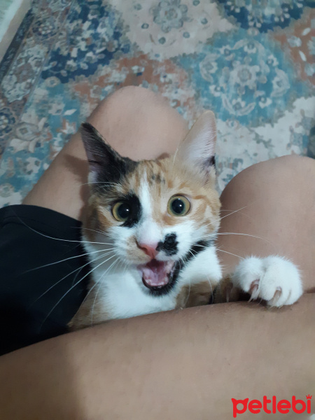 Tekir Kedi, Kedi  Guzu fotoğrafı