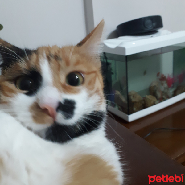 Tekir Kedi, Kedi  Guzu fotoğrafı
