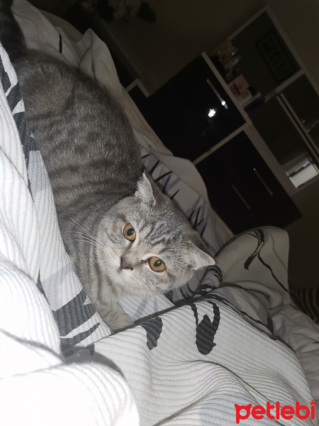 Scottish Fold, Kedi  Lokum fotoğrafı