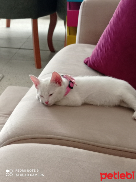 Ankara Kedisi, Kedi  Akça fotoğrafı