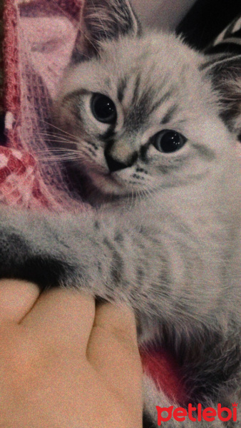 British Shorthair, Kedi  Bilgin fotoğrafı