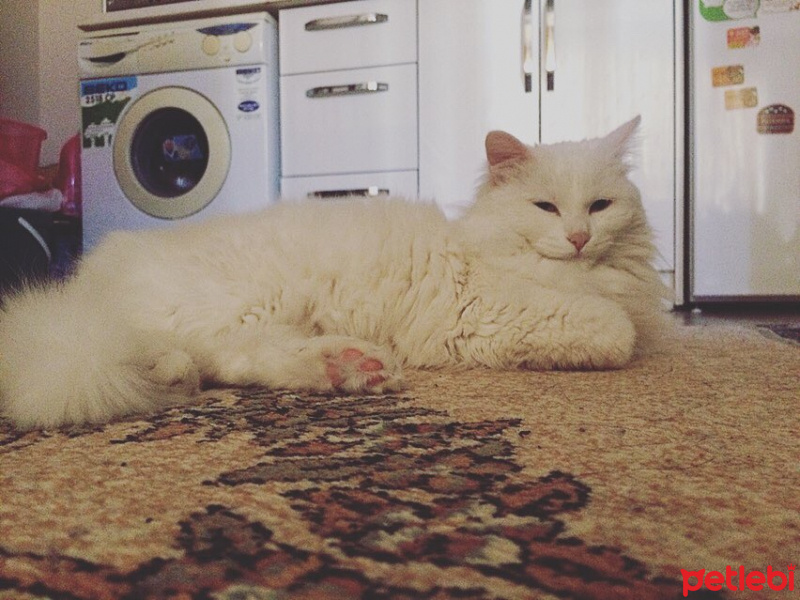 Ankara Kedisi, Kedi  Bulut fotoğrafı