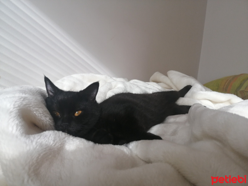 British Shorthair, Kedi  Lokum fotoğrafı