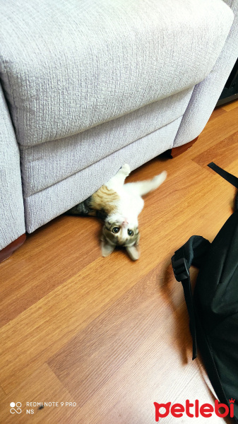 Tekir Kedi, Kedi  arya fotoğrafı