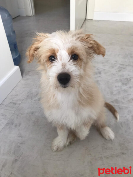 Maltese, Köpek  Bal fotoğrafı