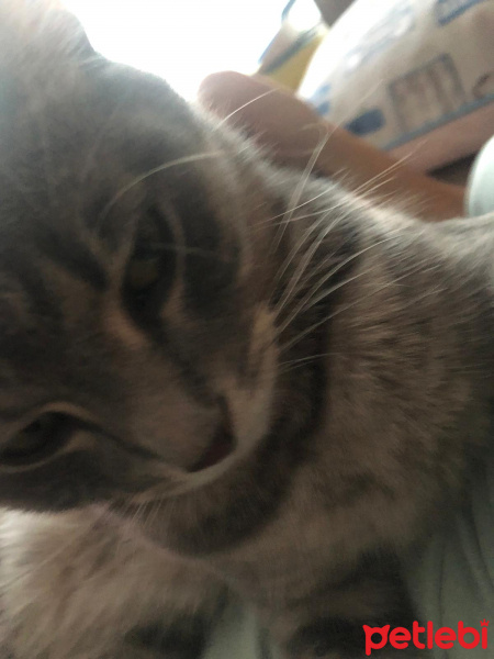 Tekir Kedi, Kedi  Ena fotoğrafı