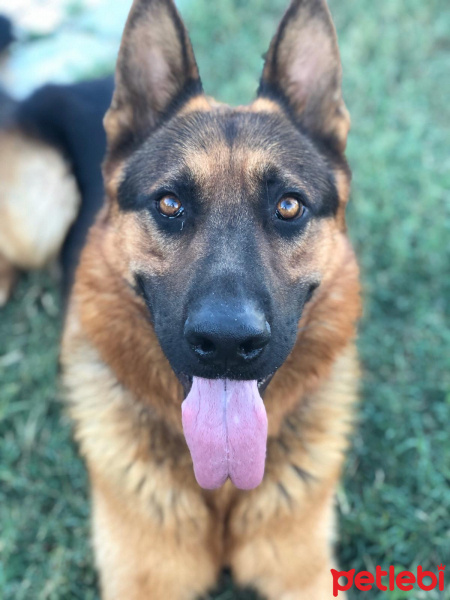 Alman Çoban Köpeği, Köpek  Zagor fotoğrafı