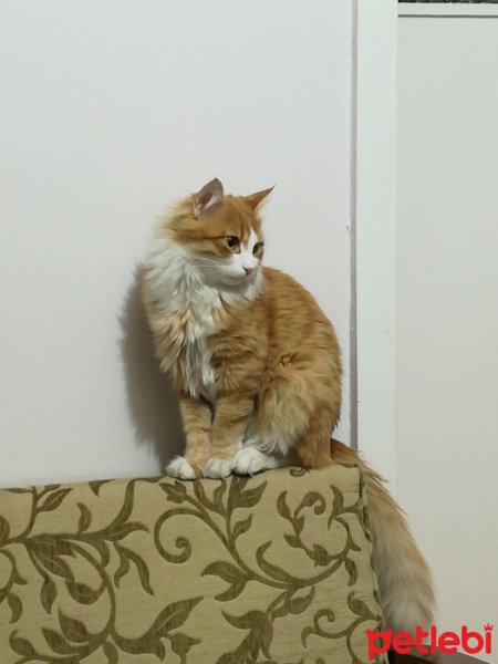 Sarman, Kedi  Ponçik fotoğrafı