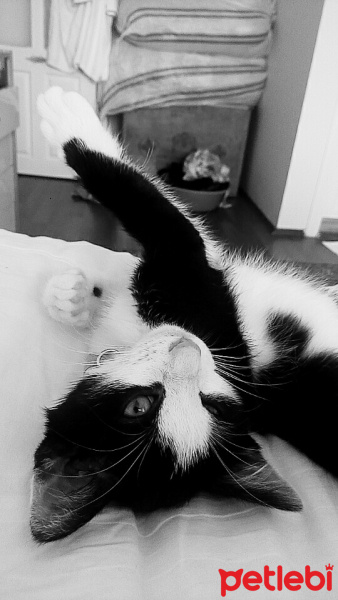 Tuxedo (Smokin) Kedi, Kedi  GÖLGE fotoğrafı