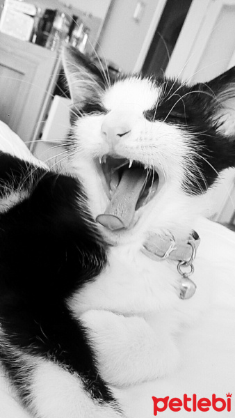 Tuxedo (Smokin) Kedi, Kedi  GÖLGE fotoğrafı
