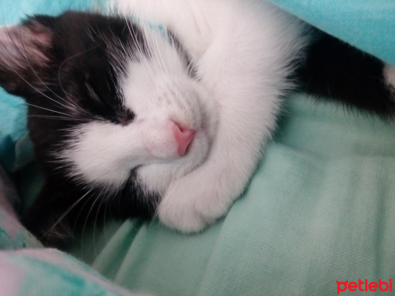 Tuxedo (Smokin) Kedi, Kedi  GÖLGE fotoğrafı