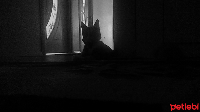 Tuxedo (Smokin) Kedi, Kedi  GÖLGE fotoğrafı