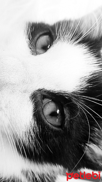 Tuxedo (Smokin) Kedi, Kedi  GÖLGE fotoğrafı